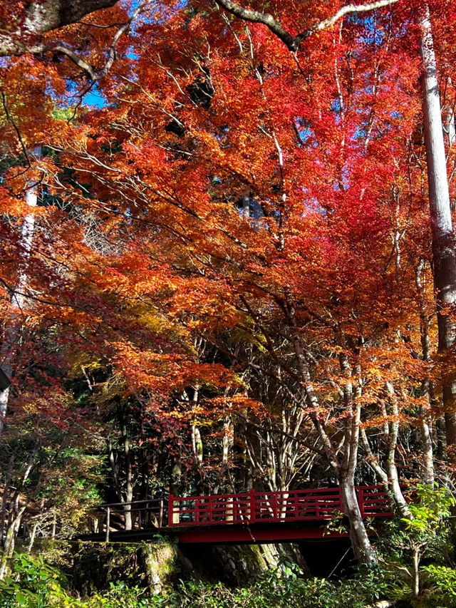 Hakone Autumn Season Guide 🍁🏞️ 