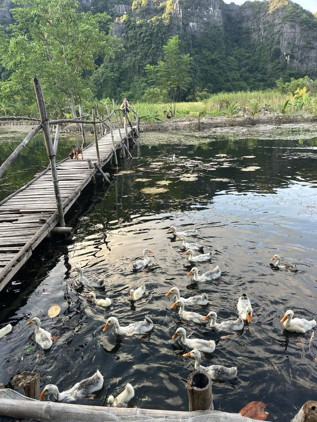 Duck Paradise in Ninh Binh 🦆✨