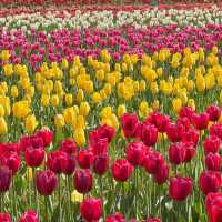 Tulip Garden - Kashmir 🇮🇳
