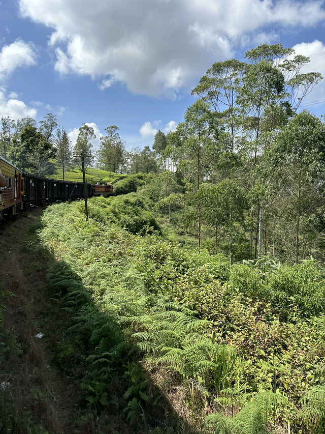 ✨🚂🌿エッラ観光まとめ🌿🚂✨