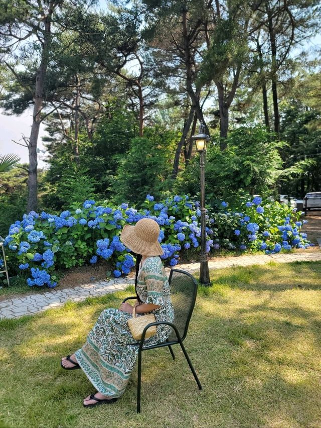 역대급 수국동산이 펼쳐지는 광주 정원카페 역대급 수국동산이 펼쳐지는 광주 정원카페