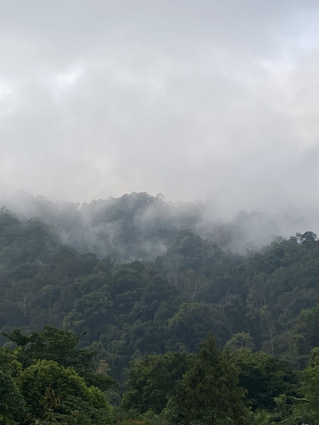 ฮาลา สุดเขตแดนใต้🌳
