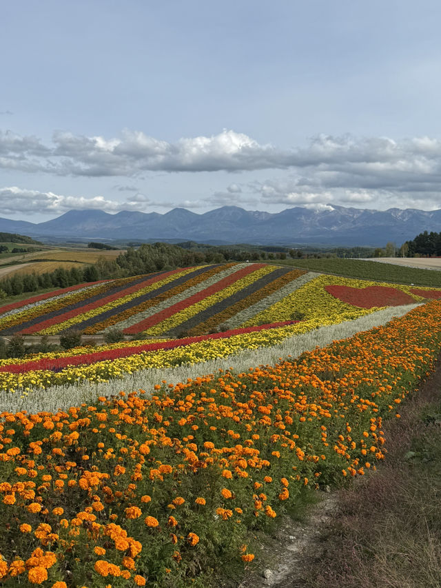 【北海道】四季彩の丘