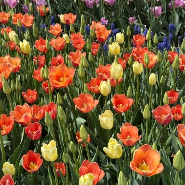 코리아플라워파크, 태안 바닷가에 핀 꽃의 향연 🌼 코리아플라워파크, 태안 바닷가에 핀 꽃의 향연 🌼