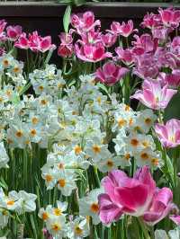 สวนทิวลิป Miracle of Natural จ.ระยอง 🌷🌷🌷