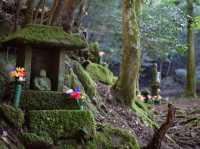 Forest Therapy on Mt. Kubote - Embrace Nature With All Five Senses
