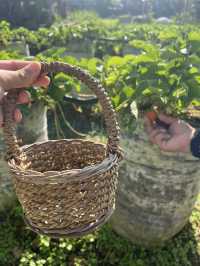 เก็บสตอเบอรี่ที่สวน Catra strawberry @Indonesia 