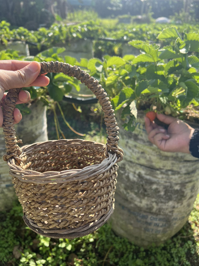 เก็บสตอเบอรี่ที่สวน Catra strawberry @Indonesia 