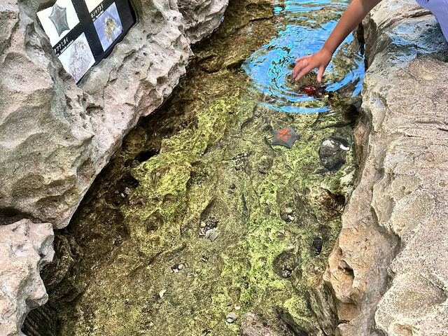 【島根県】バブルリングシロイルカのショーで感動！