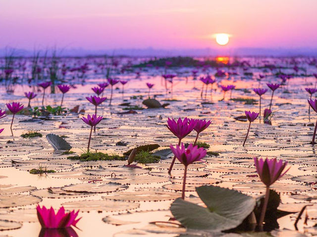 ล่องเรือชมทะเลบัวแดง อุดรธานี