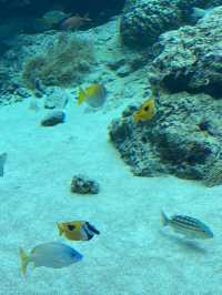 【沖縄旅行】世界的に有名な美海水族館🐡一度は行くべき!