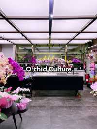 Beautiful Orchid Culture Store: Must-Visit Paradise for Orchid Lovers