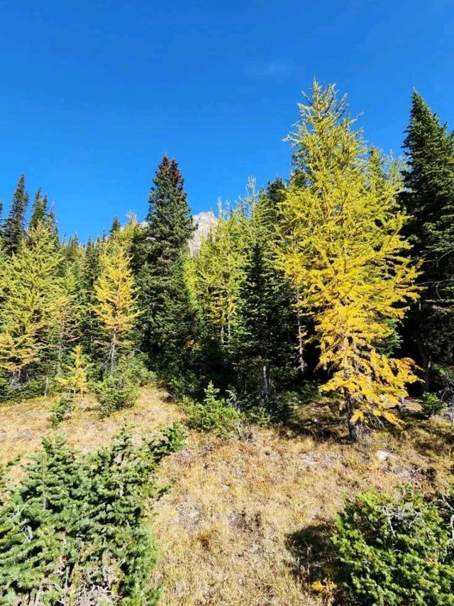 Sentinel Pass Sentinel Pass