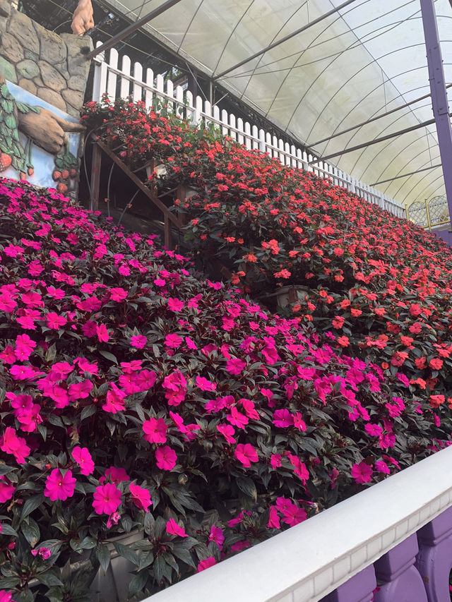 Cameron Highlands Short But Memorable Trip ✨