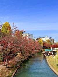 🍁 伏見十石舟:秋日泛舟,穿越時光的水上畫卷 🍂