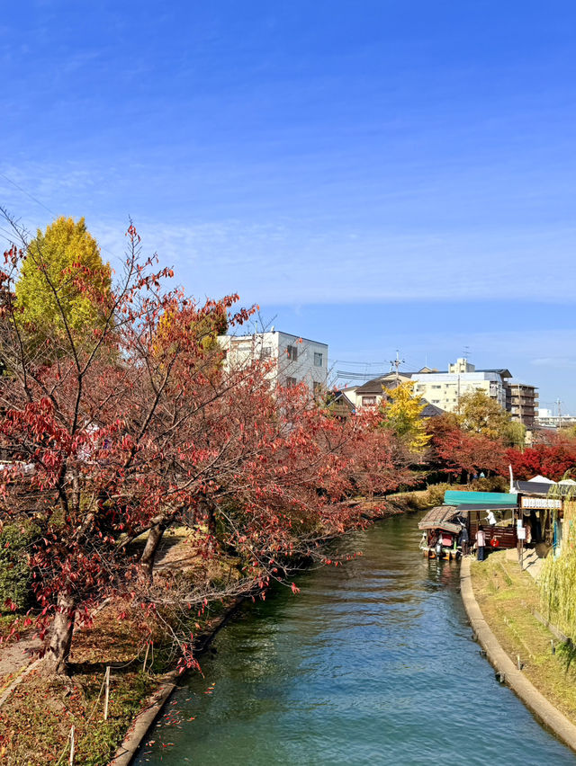 🍁 伏見十石舟:秋日泛舟,穿越時光的水上畫卷 🍂 🍁 伏見十石舟:秋日泛舟,穿越時光的水上畫卷 🍂