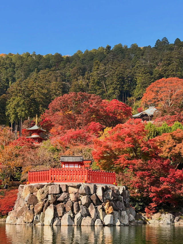 หลงเสน่ห์ใบไม้แดงญี่ปุ่น สีสันสุดประทับใจ🍁🥰 หลงเสน่ห์ใบไม้แดงญี่ปุ่น สีสันสุดประทับใจ🍁🥰