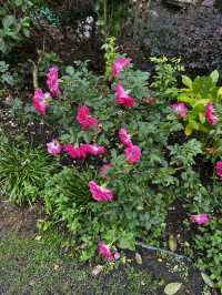 週末療癒提案！桃園雅聞魅力博覽館：迷迭香花園步道與玻璃屋植物探險 🌱