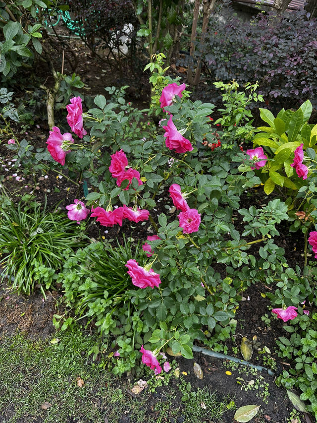 週末療癒提案！桃園雅聞魅力博覽館：迷迭香花園步道與玻璃屋植物探險 🌱