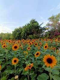 เดินชมดอกไม้งาม เทศกาลพรรณไม้เมืองหนาว สวนหลวงร.9