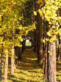 ๊ฒฝ์ฃผ ๋๋ฆฌ๋ง์ ์ํ๋๋ฌด ์ฒ