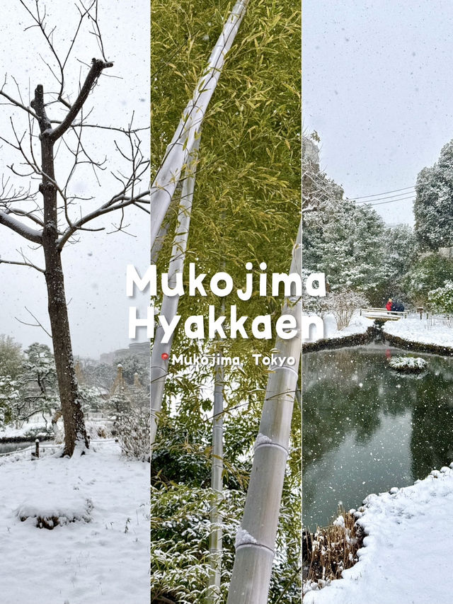 Traditional Garden Resilient in Deep Snow Traditional Garden Resilient in Deep Snow