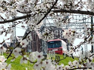 【岐阜】櫻花、鐵路橋、紅色名鐵列車🌸 隱藏拍照點