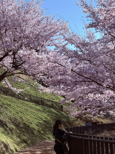 桜🌸 + 富士山🗻 = 比類なき美しさ | Trip.com 富士宮