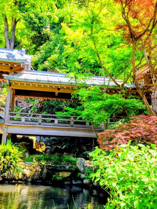 新綠的深大寺！神代植物公園的玫瑰花也有裝飾！