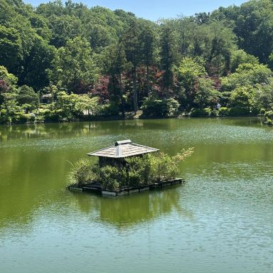 東京の穴場秘境】町田薬師池公園 絶景の日本庭園、水上の東屋と花菖蒲