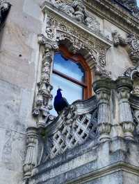 🦚 POV: My 3 AM Dream. Peacocks Living In A 19th-Century Palace