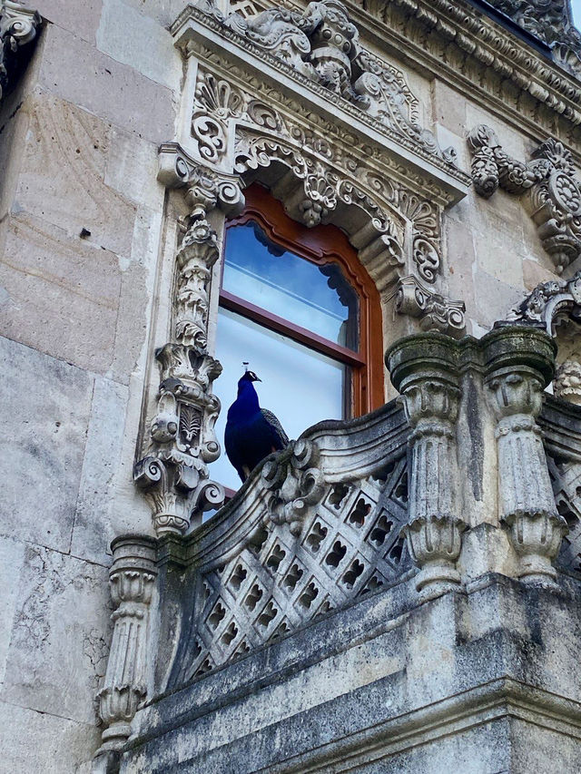 🦚 POV: My 3 AM Dream. Peacocks Living In A 19th-Century Palace