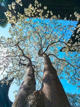 🌸 Spring in My Phone | He Garden, Yangzhou
