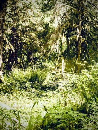 Lake Matheson's Reflection Rim and the Mossy Cliff: West Coast's Mirror at Dawneasytravelpost #Lake
