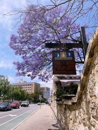 💜 Unexpected Purple Canopy in Perth! 💜
