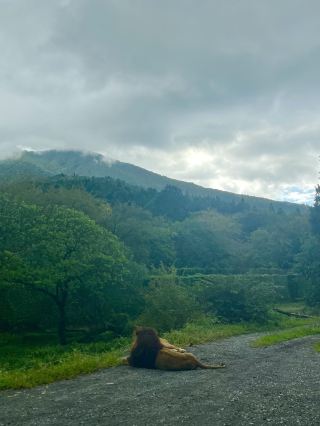 Here's a highly satisfying driving route from Susono to Numazu in Shizuoka Prefecture! 🚗✨