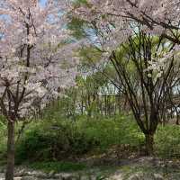 서울숲 벚꽃구경🌸🌸🌸