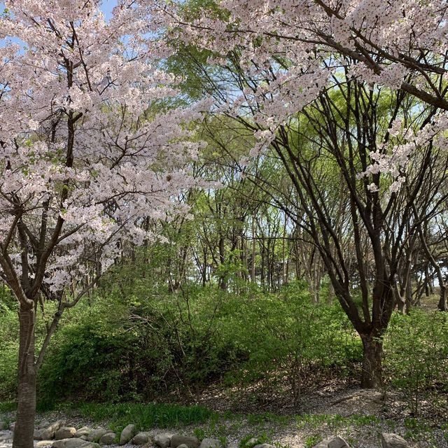 서울숲 벚꽃구경🌸🌸🌸