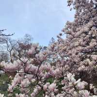 High Park - Cherry Blossoms 🇨🇦