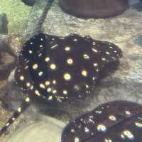 Christmas time at Mandalay Bay’s Shark Reef