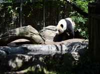 A Day of Fun at San Diego Zoo