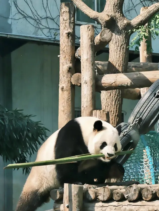 A Gentle Encounter with Nature—A Stroll Through Beijing Zoo