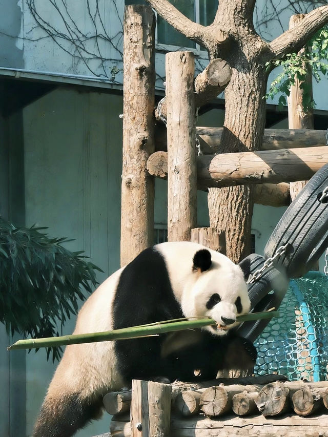 與自然的溫柔邂逅——北京動物園漫遊記