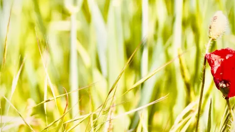 塩田の堤防で過ごす孤独な時間:カマルグのサラン・ド・ジロー、ピンクの湖畔とフラミンゴの群れ。 — traveler post in アルル