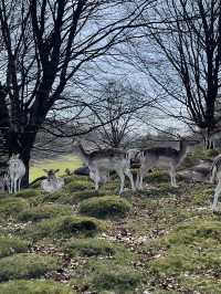 英國賞鹿公園 ｜諾爾莊園