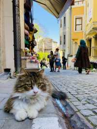 COLOURFUL NEIGHBOURHOOD NAMED BALAT