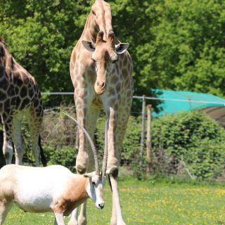Park Zoo Reynou 🗺️