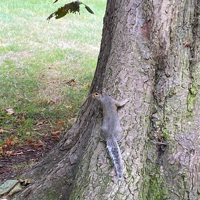 Explore the Beauty of Kensington Forest