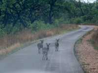 Matobo Marvels: A Journey into Zimbabwe's Natural and Cultural Heritage
