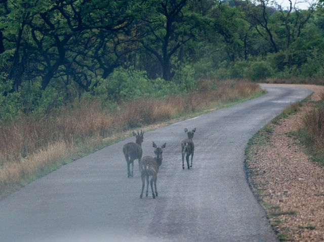Matobo Marvels: A Journey into Zimbabwe's Natural and Cultural Heritage